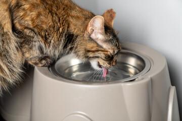 Cat drinking fresh water from shiny metal bowl indoors, cute domestic cat hydrating in kitchen,...