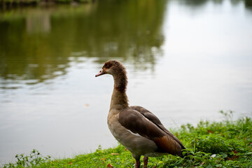 Duck by tranquil riverbank in greenery