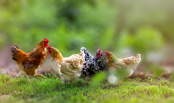 rooster and chickens in farm