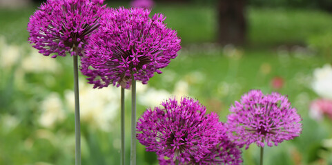 lavender , purple, blue shades of flowers - beautiful, blossom flowering plants - blue shades lavender flower- violet flower - purple flower - wallpaper