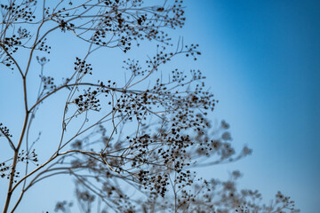 Delicate bare branches with seed pods stretch gracefully against a clear blue sky.