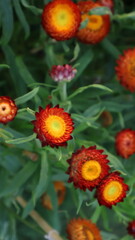 orange and yellow paper daisy flowers cluster