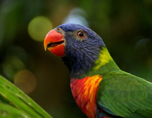 rainbow lorikeet portrait with blurred background, colorful parrot. Trichoglossus moluccanus bird in a tropical tree with bookeh effect