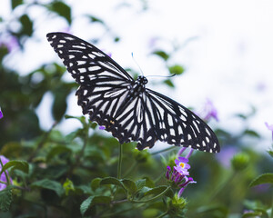 Butterfly on flowers