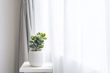 Fototapeta premium Green houseplant in white pot on windowsill with curtains