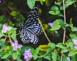 Butterfly on flowers