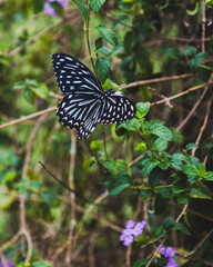 Butterfly on flowers
