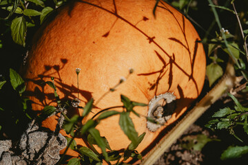 Bright ripe pumpkin lying on the ground in the garden, beautifully lit by sunlight with plant shadows, autumn atmosphere of seasonal harvest outdoors.
