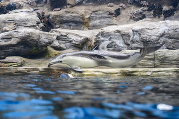 Dolphin playing on the rock in Kaiyukan aquarium. Osaka Japan.