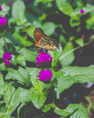 Butterfly on flowers