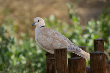 A Eurasian Collared Dove on a Fence