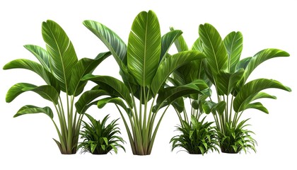 Group of tropical plants