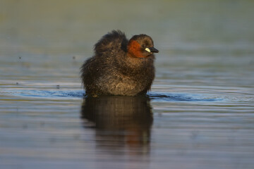 Little grebe (Tachybaptus ruficollis / Zwergtaucher)
