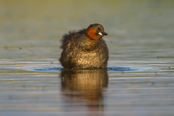 Little grebe (Tachybaptus ruficollis / Zwergtaucher)