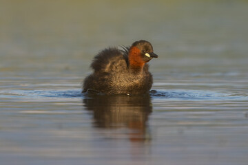 Little grebe (Tachybaptus ruficollis / Zwergtaucher)