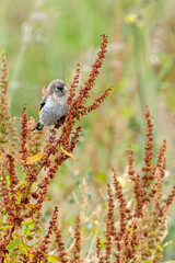 Juvenile European Goldfinch (Carduelis carduelis) common across Europe -  Bull Island, Dublin