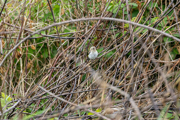 Juvenile European Goldfinch (Carduelis carduelis) common across Europe -  Bull Island, Dublin