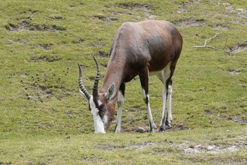 A blesbok (Damaliscus pygargus phillipsi), a subspecies of the bontebok antelope, is grazing on the South African grassland.