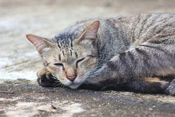 Close-up of a tabby cat peacefully sleeping on the ground. A relaxed and natural moment of a domestic feline, ideal for concepts of rest, comfort, laziness, and tranquility.