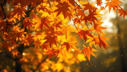 Fototapeta premium Close-up of vibrant orange maple leaves illuminated by the warm glow of autumn sunlight, with a soft, blurred background.