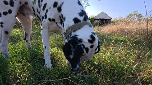 Happy dalmatian dog sniffing the ground, searching for something in the grass. Cute, curious pet exploring meadow on sunny summer day, walking outdoor.