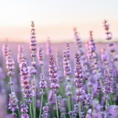 Obraz premium Blooming lavender field at dusk with soft pastel tones