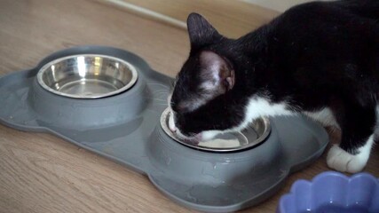 Adorable domestic cat drinking water from a bowl in a cozy home kitchen, playful kitten lapping fresh water, cute pet hydration, funny feline moments, home lifestyle, indoor pet video