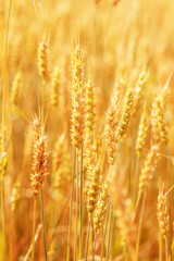 Fototapeta premium Close-up view of golden wheat ears in a sunlit field. Aesthetic view on ripe grain spikes swaying in warm light, Agriculture, harvest, and natural abundance, traditional farming. Durum crops growth.