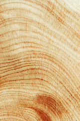 Fototapeta premium Natural wooden background, close up wood texture annual rings form. Top view of cross section of juniper log, graphic nature organic pattern. Sawed timber with tree ring pattern, vertical