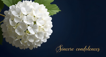 White Hydrangea Blossom on Deep Blue Background with Sincere Condolences