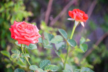 Fototapeta premium red rose in garden