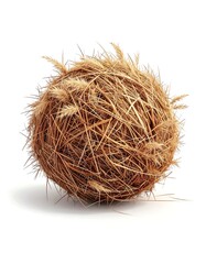Obraz premium Sphere of dried grasses