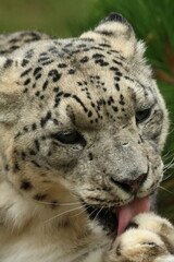 Fototapeta premium close up of leopard