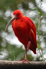 scarlet ibis on tree