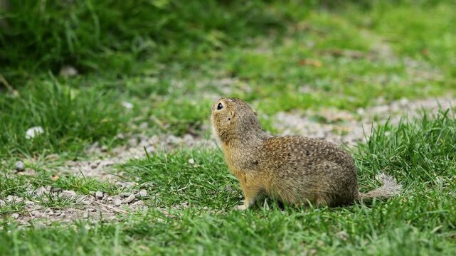 Ground squirrel on grass 4k video. Small rodent foraging and moving in natural habitat. Wildlife nature, animal behavior outdoor scene captured in high resolution. Ground squirrel in natural habitat