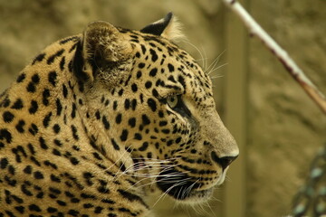persian leopard