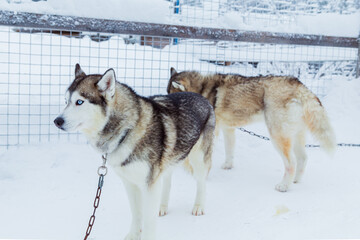 Beautiful Siberian husky dogs in a snowy village.