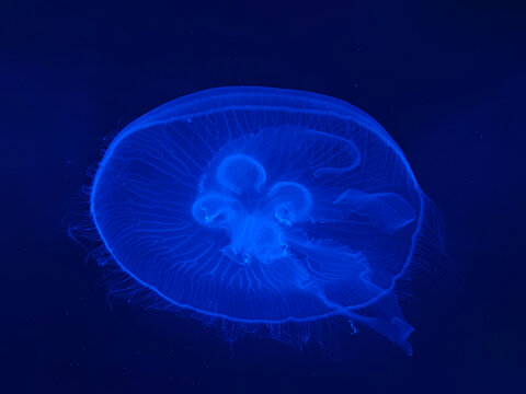 Bioluminescent Jellyfish Viewed from Below