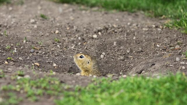 Ground squirrel on grass 4k video. Small rodent foraging and moving in natural habitat. Wildlife nature, animal behavior outdoor scene captured in high resolution. Ground squirrel in natural habitat