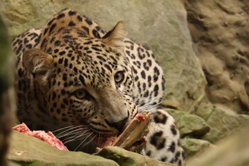 leopard hunger