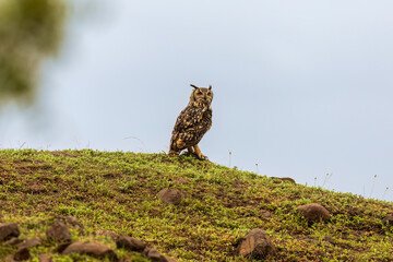 High on Bhigwan’s rocky cliffs, the Indian Eagle-Owl (Bubo bengalensis) reigns supreme—fiery eyes glowing in the dusk, broad wings folded in regal patience.
