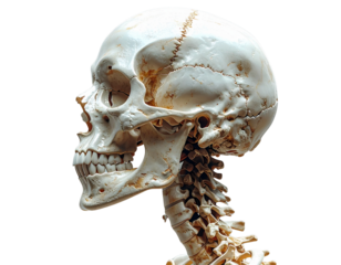  Realistic Human Skull with Cervical Vertebrae PNG