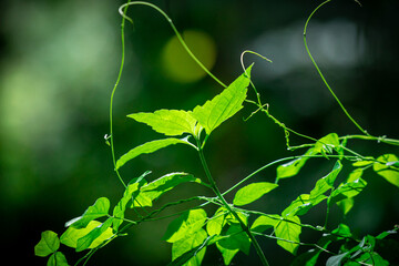 green leaves on the vine