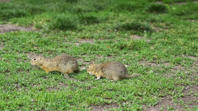 Ground squirrel on grass 4k video. Small rodent foraging and moving in natural habitat. Wildlife nature, animal behavior outdoor scene captured in high resolution. Ground squirrel in natural habitat