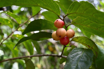 View of a starting ripening fruit cluster of a Lovi lovi plant