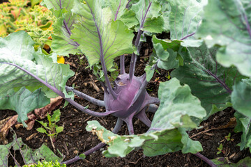 Brassica olera (Congylodes group) 'Delicacy Purple' kohl rabi a summer vegetable plant also known as German turnip or turnip cabbage, vegetable gardening stock photo image