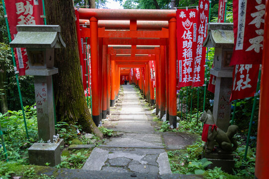Path of red torii gates at Sasuke Inari-jinja, Kamakura