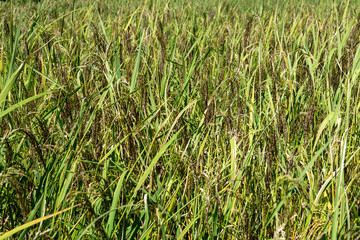 Close-up of rice plants in Toraja, Sulawesi, Indonesia