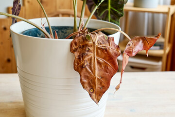 Alocasia amazonica Polly plants having leaf blight disease.