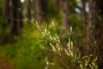 A slender green plant with small white flowers grows in a sunlit forest area, surrounded by dry stems and soft greenery.